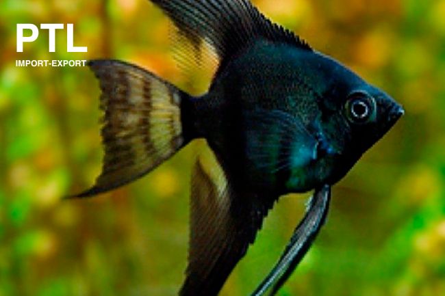 PTL691018 PTEROPHYLLUM SCALARE GHOST